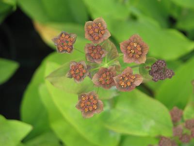 Bupleurum angulosum